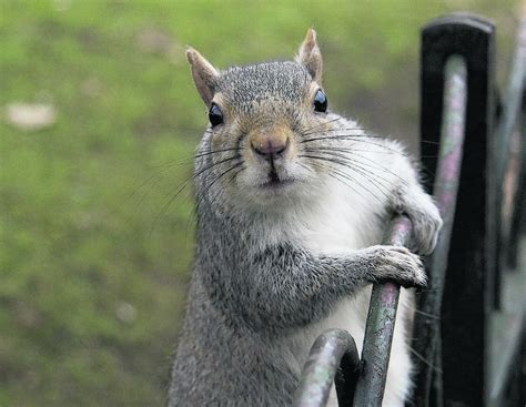Plea To Save First Grey Squirrel Seen In Elgin From Death
