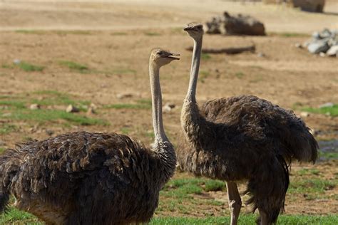 Ostrich San Diego Zoo Animals And Plants