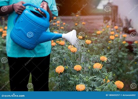 Persona Regando Flores De Marigold En El Jardín Imagen De Archivo