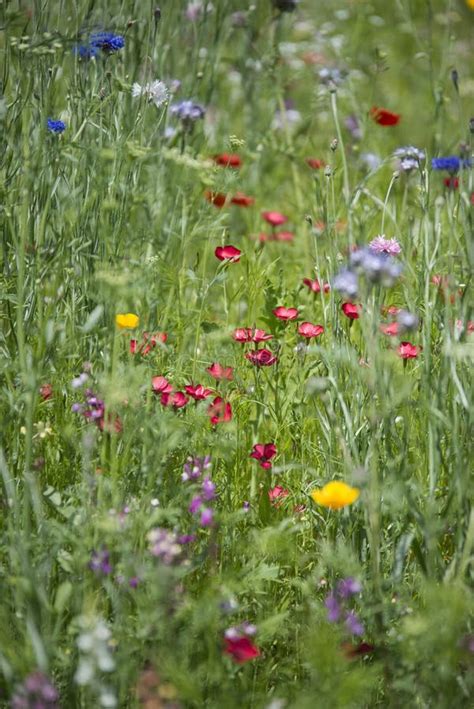 Beautiful Vibrant Landscape Image Of Wildflower Meadow In Summer Stock