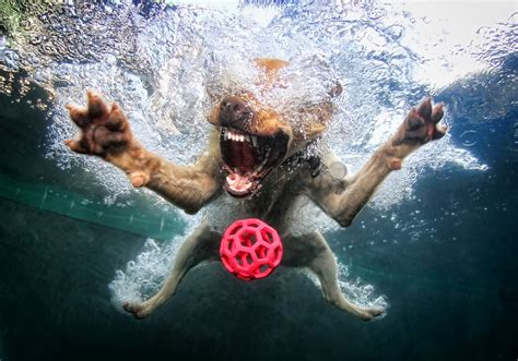 Diving Dogs Photos Boost Photographers Career A Photo Editor