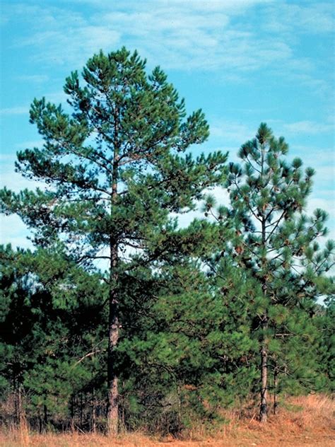 Shortleaf Pine Coniferous Forest