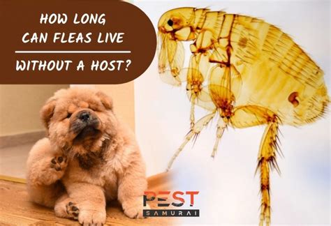 How Long Can Fleas Live Without A Host Information And Facts Pest