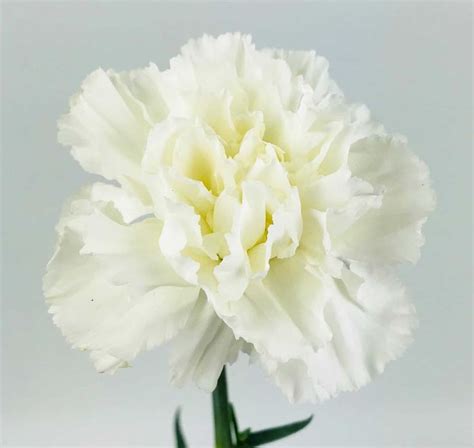 Carnation White Wholesale Bulk Flowers Cascade Floral White