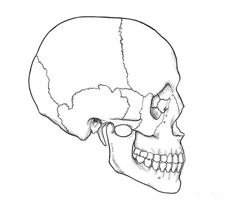 Illustration Of Human Skull Photograph By Science Source