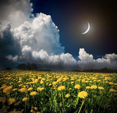 Night And The Moon On A Yellow Flowers Field Stock Image Image Of