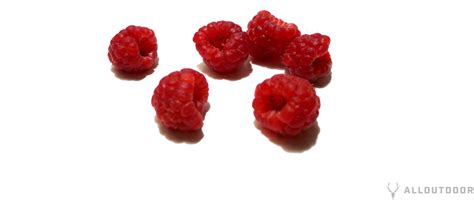 Wild Raspberries How To Identify Harvest And Eat Raspberries