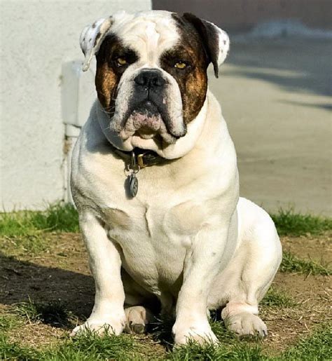 49 Olde English Bulldog Oregon Pic Bleumoonproductions