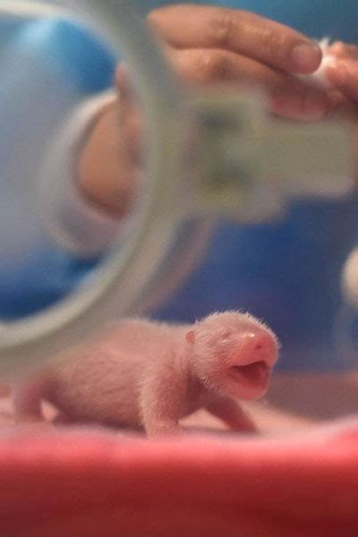 First Twin Panda Cubs Of The Year Born In Sichuan
