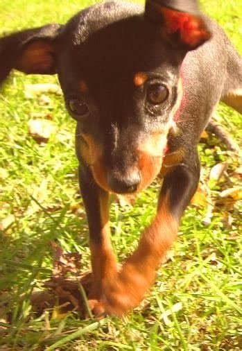 Dog Breed Facts And Information About The Miniature Pinscher Pethelpful