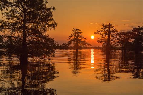 Martin parish, is a wildlife preserve and one of louisiana's swamplands. USA, Louisiana, Lake Martin Photograph by Jaynes Gallery