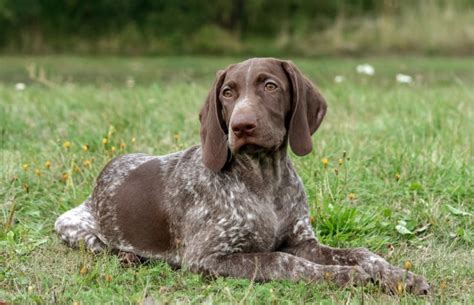 German Shorthaired Lab Lab And German Shorthaired Pointer Mix Info