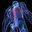 Cardiovascular System Artwork  Stock Image F004/7483 Science