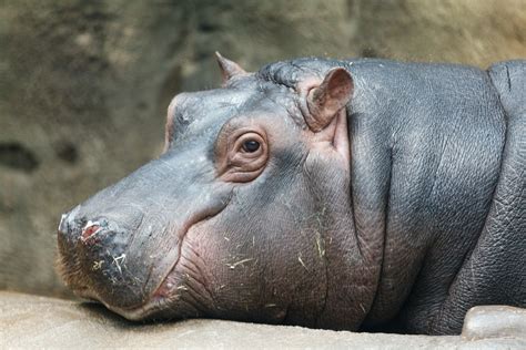 Hippopotamus Free Stock Photo Public Domain Pictures