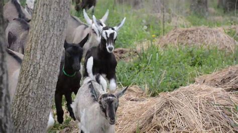 Baby Goats Playing Outside Youtube