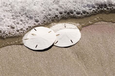 How To Find Sand Dollars Island Life Nc