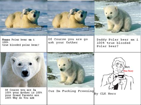 Polar Bear Joke
