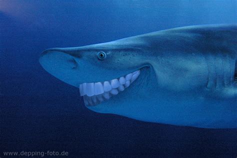 Keep Smiling Shark With Human Teeth Hybridanimals