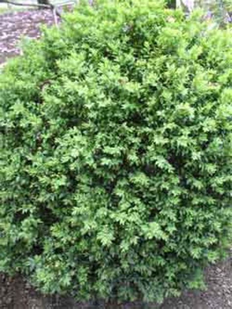Thinning Boxwood Horticulture