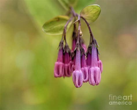 Virginia Bluebells 02 Photograph By Kg Photography Fine Art America