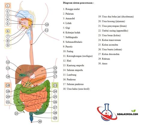 Pengertian Sistem Pencernaan Pada Manusia Imagesee