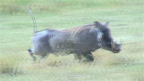 African Warthog Running Stock Footage Video 100 Royalty Free 1778198