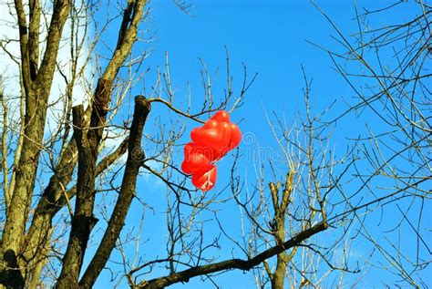 Red Heart Shaped Balloons Hanging On Tree Branch Without Leaves Bright