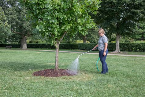How and When to Water | The Morton Arboretum