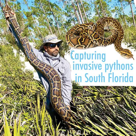 Capturing Invasive Pythons In South Florida The Parklander Magazine
