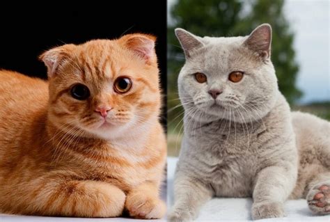 Scottish Fold British Shorthair Cat Mix Care Guide Pictures Info