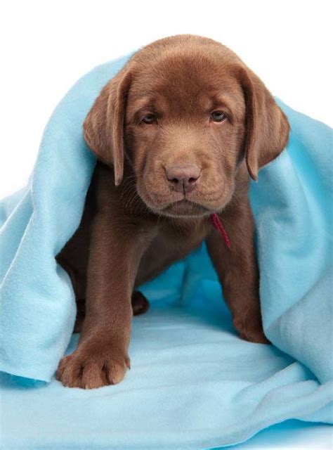 When thinking about names, more heads are better than one. Chocolate Lab Names: Sweet Names For Female Or Male