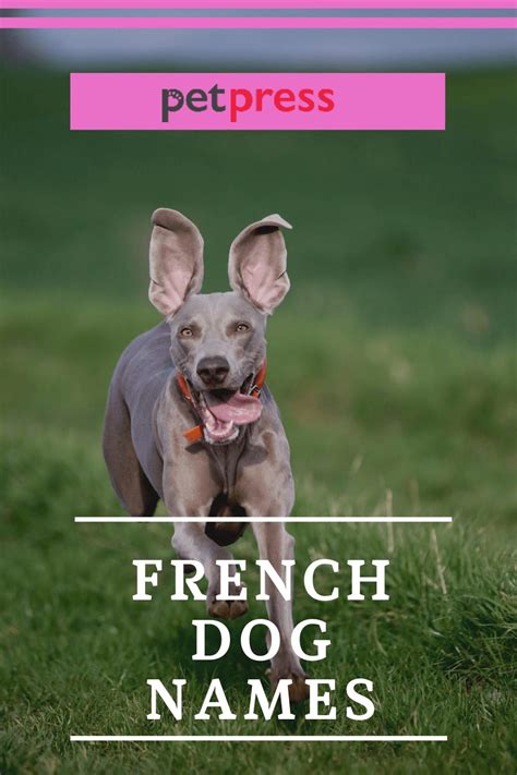 The 200 Best French Dog Names For Your Male And Female Puppy