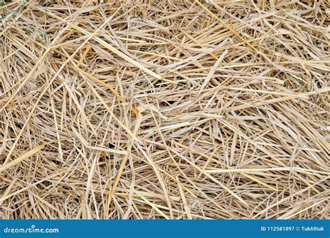 Straw Background Texture Abstract Natural For Design Stock Image