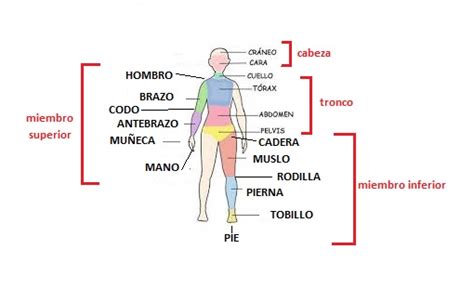 Planos Corporales Cavidades Y Regiones Corporales Biologia2