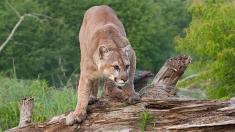Cougar Spotted In Michigans Upper Peninsula Dnr Confirms