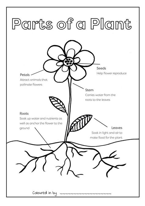 Label Plant Parts Worksheet Sketch Coloring Page