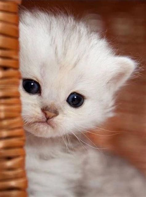Cutestcatsandkittensever Kittens Cutest Cute Baby Animals Baby Animals