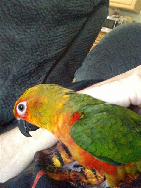 Color Change Parrot Forum Parrot Owners Community