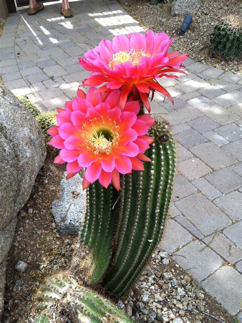Martha Olsen Arizona Desert Cactus Flowers Pink Red Cactus Flowers Sonoran Desert Phoenix