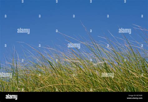 Coastal Sea Grass Stock Photo Alamy