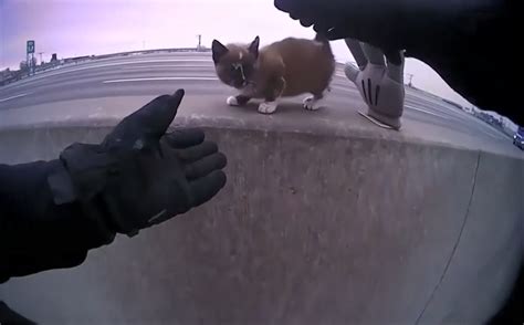 Watch Body Cam Footage Shows Cop Rescuing Kitten On Busy Highway Woai