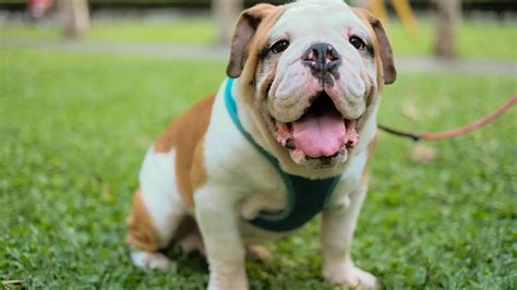 British Bulldog Pet Insurance Compare Quotes For November 2020