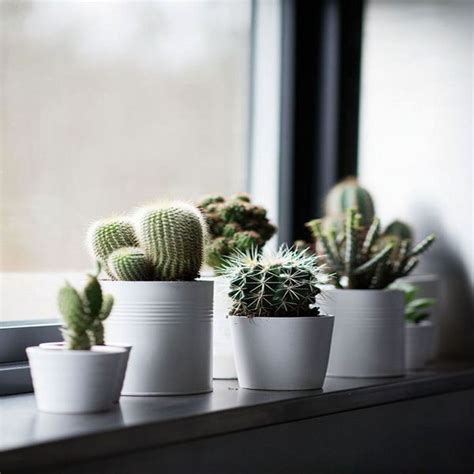 Tipos De Cactus CaracterÍsticas Variedades Cuidados