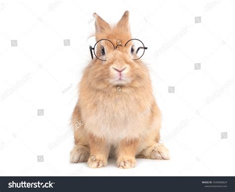 Redbrown Cute Rabbit Wearing Glasses Sitting Stock Photo 1645868824