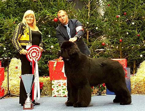 Connect with friends, family and other people you know. Hun. Gr. Ch., Aus. Ch., Rom. Ch., Cro. Ch. SKIPPER'S ZERO ZERO SEVEN profile at UK Newfoundlands ...