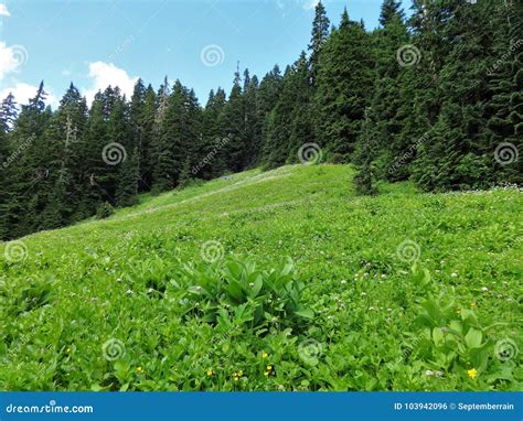 A Wildflower Meadow In The North Cascade Mountains Stock Photo Image