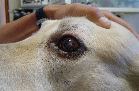 Dog Eye Ulcers Corneal Ulcers In Dogs Symptoms And Treatment