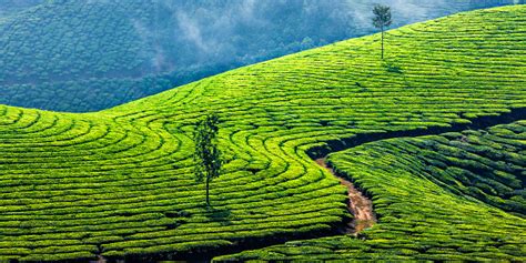 Green Tea Plantations In Munnar Kerala India Stock Photo Download