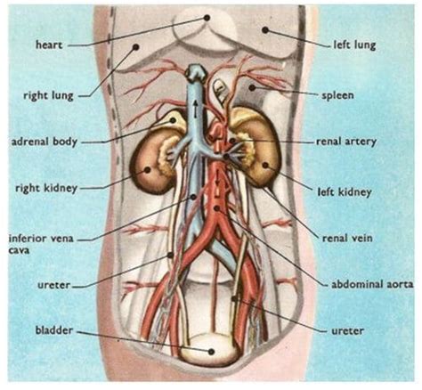 The main part of the head is called the skull. Image result for heart kidneys lungs liver location in body image | Abdominal aorta, Liver ...