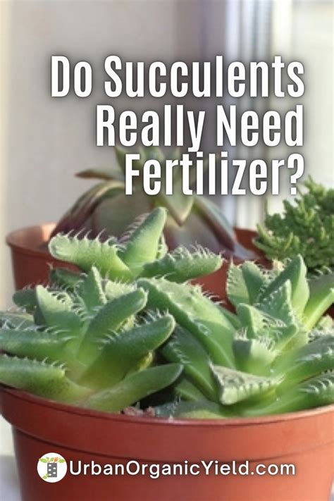 Have You Ever Wondered How To Fertilize Your Succulents Read This